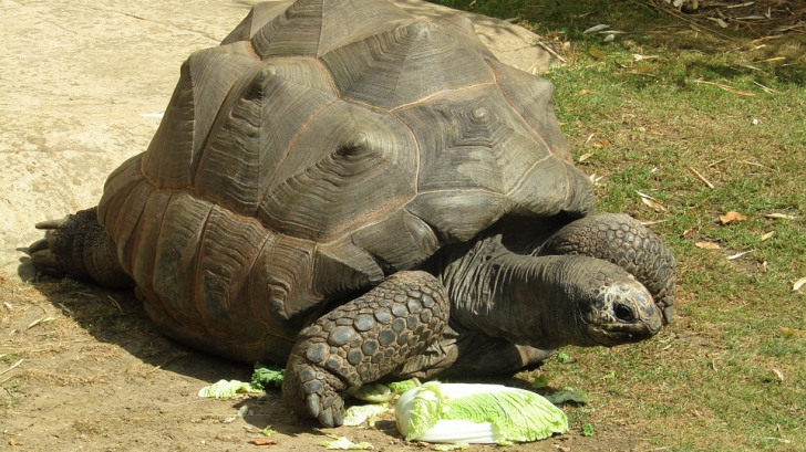 Au descoperit o ţestoasă gigant despre care credeau că a dispărut