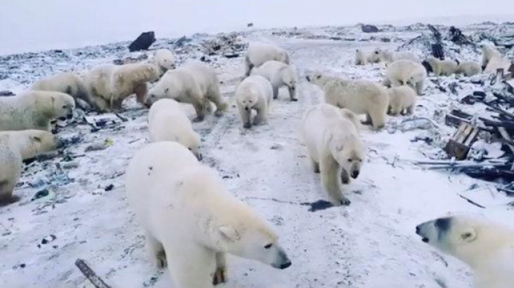 urși polari - Rusia