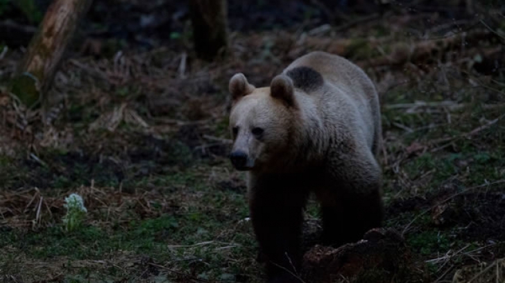 Pui de urs blocat într-un container, salvat de jandarmi(Video)