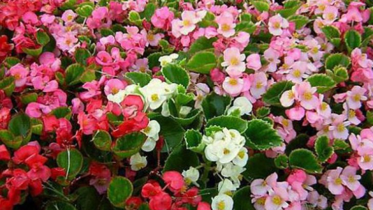 Begonia Flori Si Plante De Gradina Si Apartament Begonia