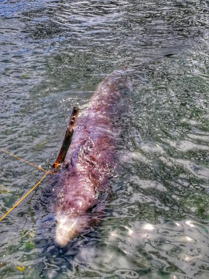 Peste 40 de kilograme de pungi de plastic, în stomacul unei balene