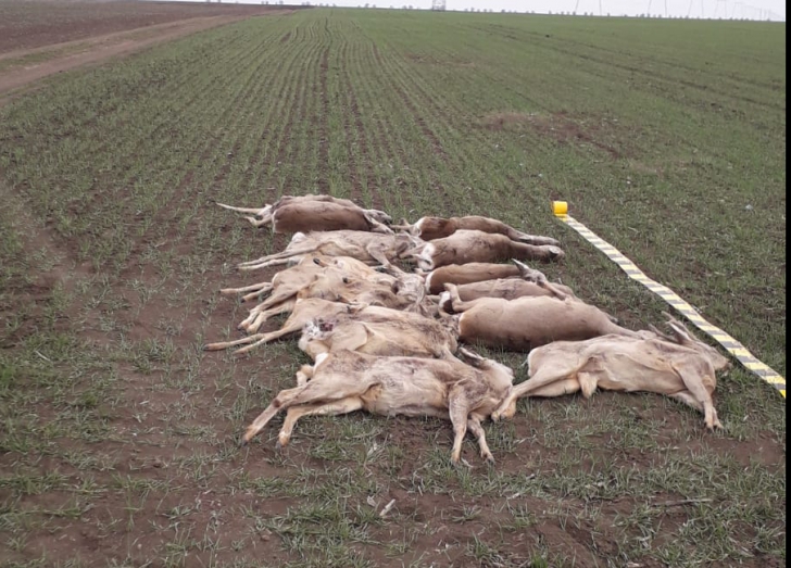 Crește numărul animalelor otrăvite pe câmpurile din Arad: 53 de căprioare și cerbi