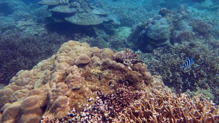 Reciful de corali din Seychelles ar putea fi salvat. Ce soluție a fost găsită?