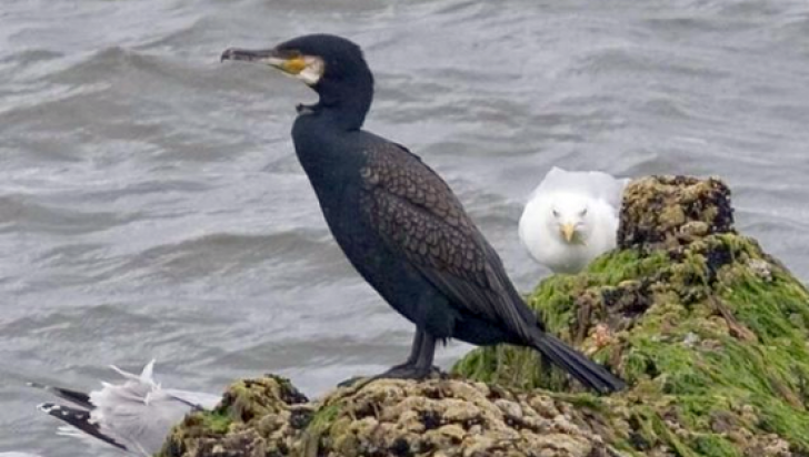 Vânătoarea cormoranului mare NU mai e interzisă! Iohannis a semnat decretul!