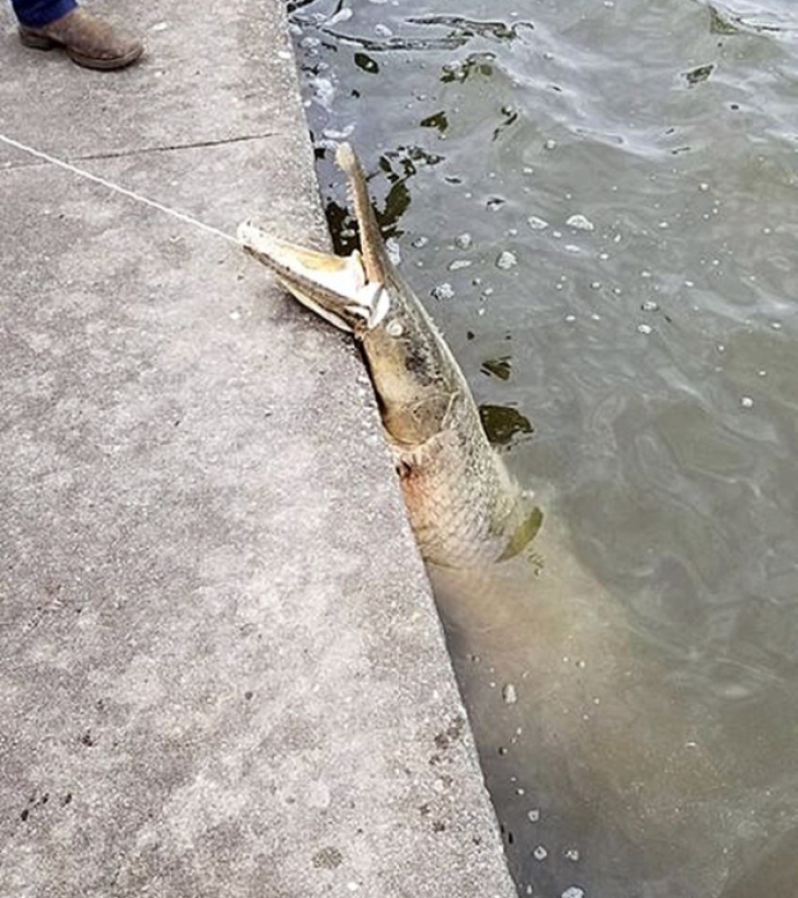 Peștele-aligator