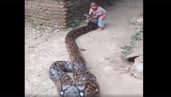 Copilul prinde capul șarpelui uriaș. Ce se întâmplă mai apoi pare ireal - VIDEO