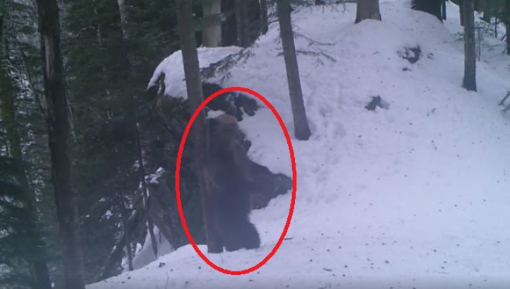 Un video fantastic dintr-o pădure din România face furori pe Facebook
