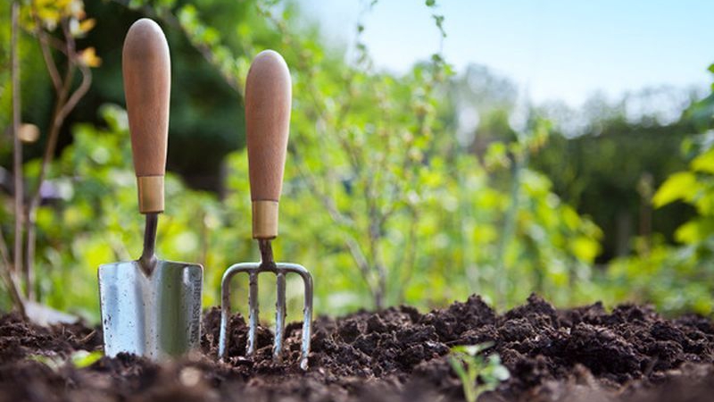 Cele 5 greșeli pe care le fac toți grădinarii începători. Cum repari ce ai distrus?