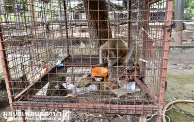 Captivă 7 ani în cușcă și chinuită, maimuța a prins mâna bărbatului. Teribil ce a urmat! / Foto: wfft.org