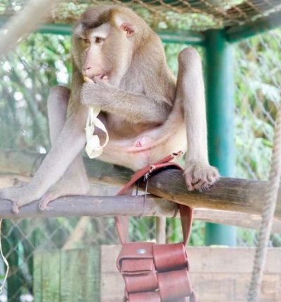 Captivă 7 ani în cușcă și chinuită, maimuța a prins mâna bărbatului. Incredibil ce a urmat!