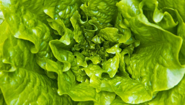 Cura rapida de slabire cu Salata Verde – Scapa de 7kg in 11 zile
