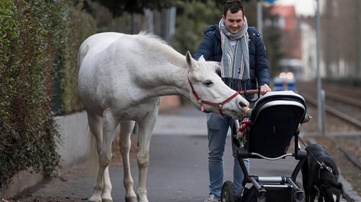 Calul "maidanez" care se plimbă prin oraș: animalul are o poveste dramatică
