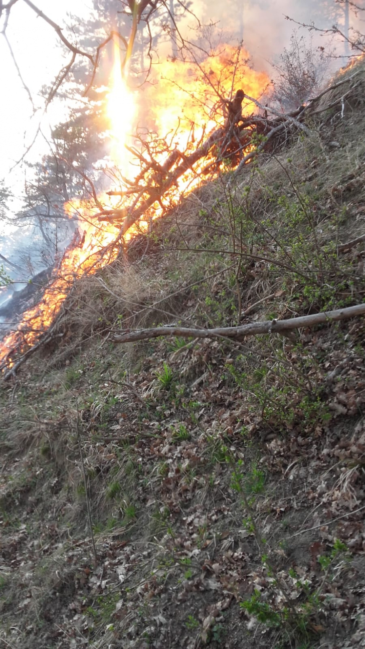 Incendiu de pădure în Sibiu