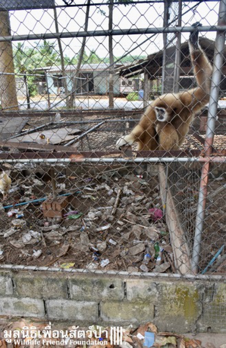 Captivă 7 ani în cușcă și chinuită, maimuța a prins mâna bărbatului. Teribil ce a urmat! / Foto: wfft.org
