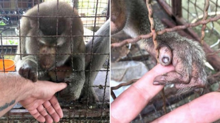Captivă 7 ani în cușcă și chinuită, maimuța a prins mâna bărbatului. Incredibil ce a urmat!
