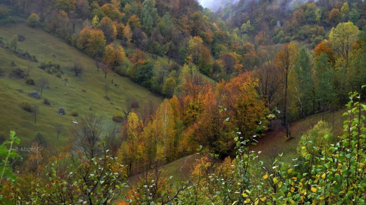 Costel Alexe: Pădurea Băneasa și alte păduri din apropierea marilor orașe vor fi deveni păduri-parc