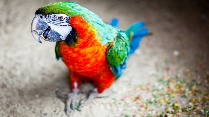 De ce vorbesc papagalii? Cea mai mare dilemă, rezolvată de specialiști!