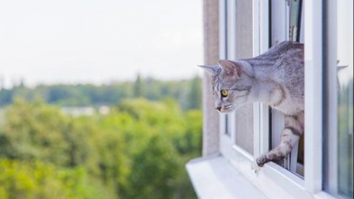 De ce să nu deschizi fereastra dacă ai animal de companie. Este extrem de periculos! 