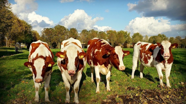 Invenția care ar trebui să protejeze mediul de emisiile din agricultură: toaletele pentru vaci