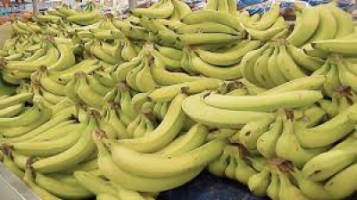 Descoperirea uimitoare a unor angajaţi Lidl în camionul cu banane: „A sosit tocmai din Costa Rica”