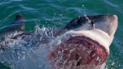 Copil atacat de rechin
