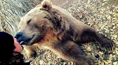 A salvat un pui de urs rămas orfan. După 6 ani, animalul i-a făcut ceva teribil!