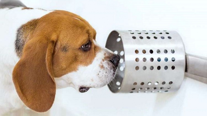 Cum pot detecta câinii cancerul