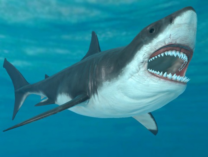 Româncă ucisă de un rechin, în Egipt