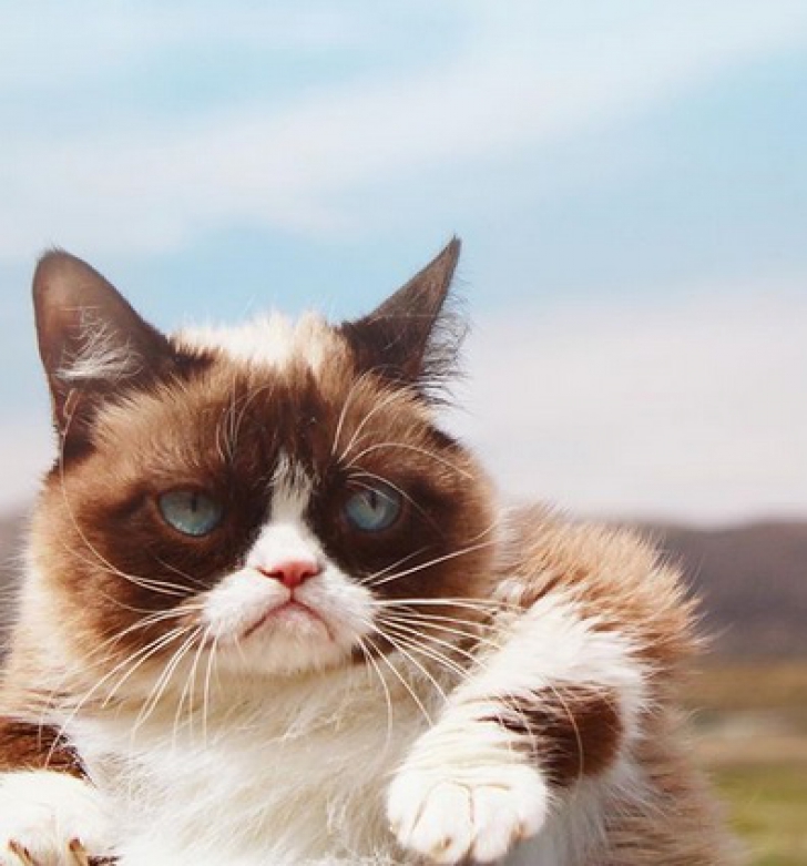 Grumpy Cat, cea mai iubită pisică de pe Internet, a murit