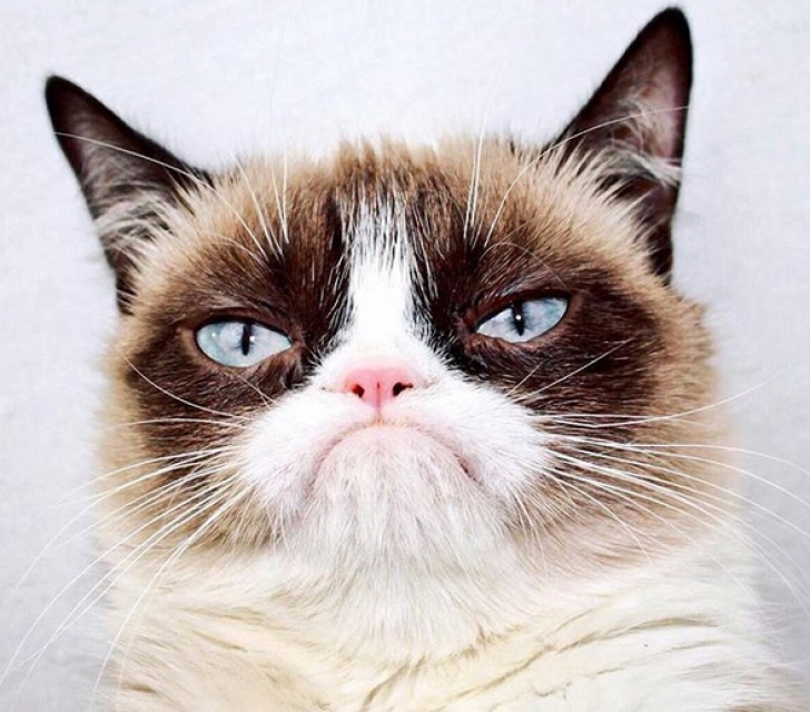 Grumpy Cat, cea mai iubită pisică de pe Internet, a murit