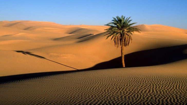 Specialiștii cred că pot transforma Sahara într-o oază. Cum ar fi posibil