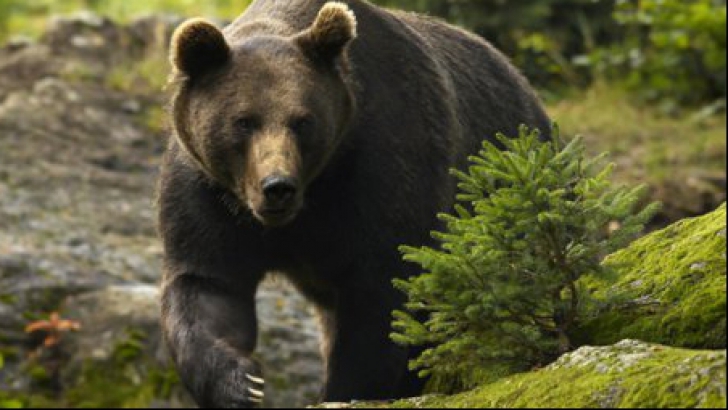 Alertă în Brașov! Doi copii atacați de un urs