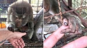 Captivă 7 ani în cușcă și chinuită, maimuța a înșfăcat mâna bărbatului. Teribil ce a urmat!
