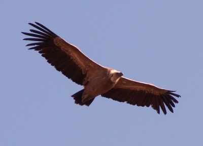 Vulturul care zboară mai sus decât avioanele comerciale