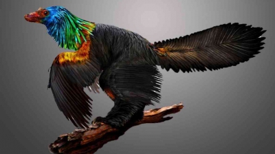 Ce aflăm despre păsările moderne de la dinozaurul „curcubeu”