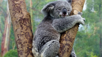 Urșii Koala, pe cale de dispariție: cum s-a ajuns aici