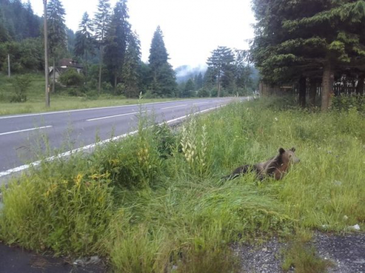 Urs lovit de mașină, pe DN1, la ieșirea din Brașov | Imagini cutremurătoare 