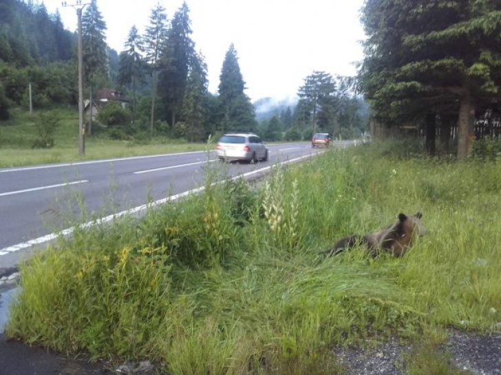 Urs lovit de mașină, pe DN1, la ieșirea din Brașov | Imagini cutremurătoare 
