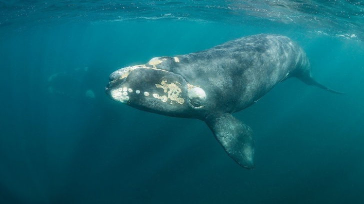 Cântecul uneia dintre cele mai rare balene de pe Planetă, înregistrat pentru prima dată