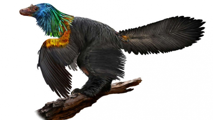 O nouă specie de dinozaur cu pene colorate, descoperită de arheologi