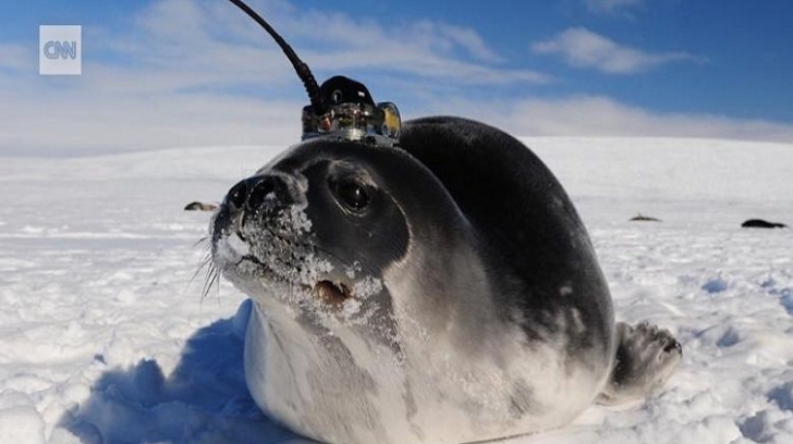Focile dotate cu antene au ajutat oamenii de ştiinţă să dezlege un mister în Antarctica