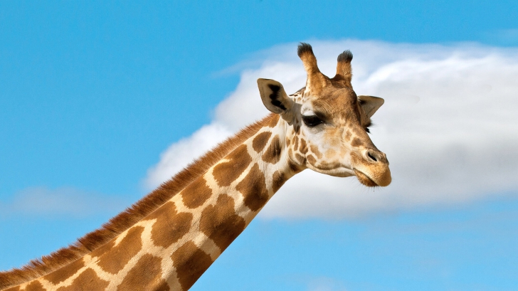 Pericol în lumea animalelor: girafa este pe cale de dispariție
