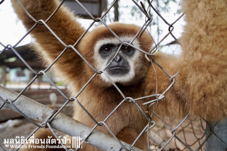 Captivă 7 ani în cușcă și chinuită, maimuța a înșfăcat mâna bărbatului. Teribil ce a urmat!
