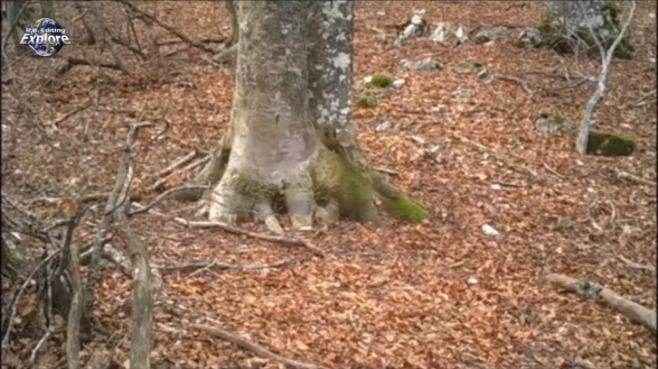 Au filmat un copac din pădure timp de un an. Ce a surprins camera e dincolo de orice închipuire