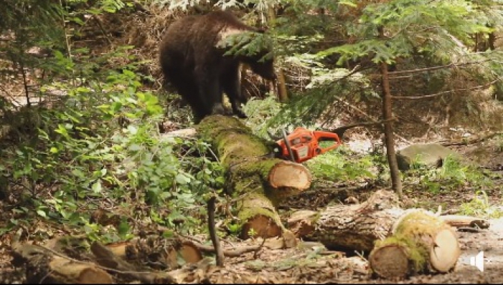Imaginea neputinţei: ce face un urs cu drujba care i-a distrus pădurea