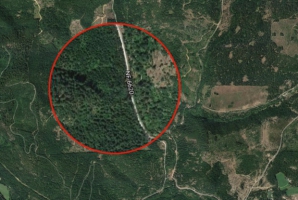 O mașină dispărută în urmă cu 27 de ani, găsită în pădure, înfiptă în pom. Oribil ce era lângă ea!