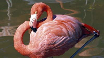 Explicația științifică despre păsările flamingo: de ce stau într-un picior