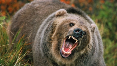 Mamă și fiică, ucise de urs. Rezultatul autopsiei a șocat și mai rău: de ce le-a atacat bestia 