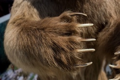 Mamă și fiică, ucise de urs. Rezultatul autopsiei a șocat și mai rău: de ce le-a atacat bestia