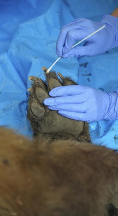 Mamă și fiică, ucise de urs. Rezultatul autopsiei a șocat și mai rău: de ce le-a atacat bestia